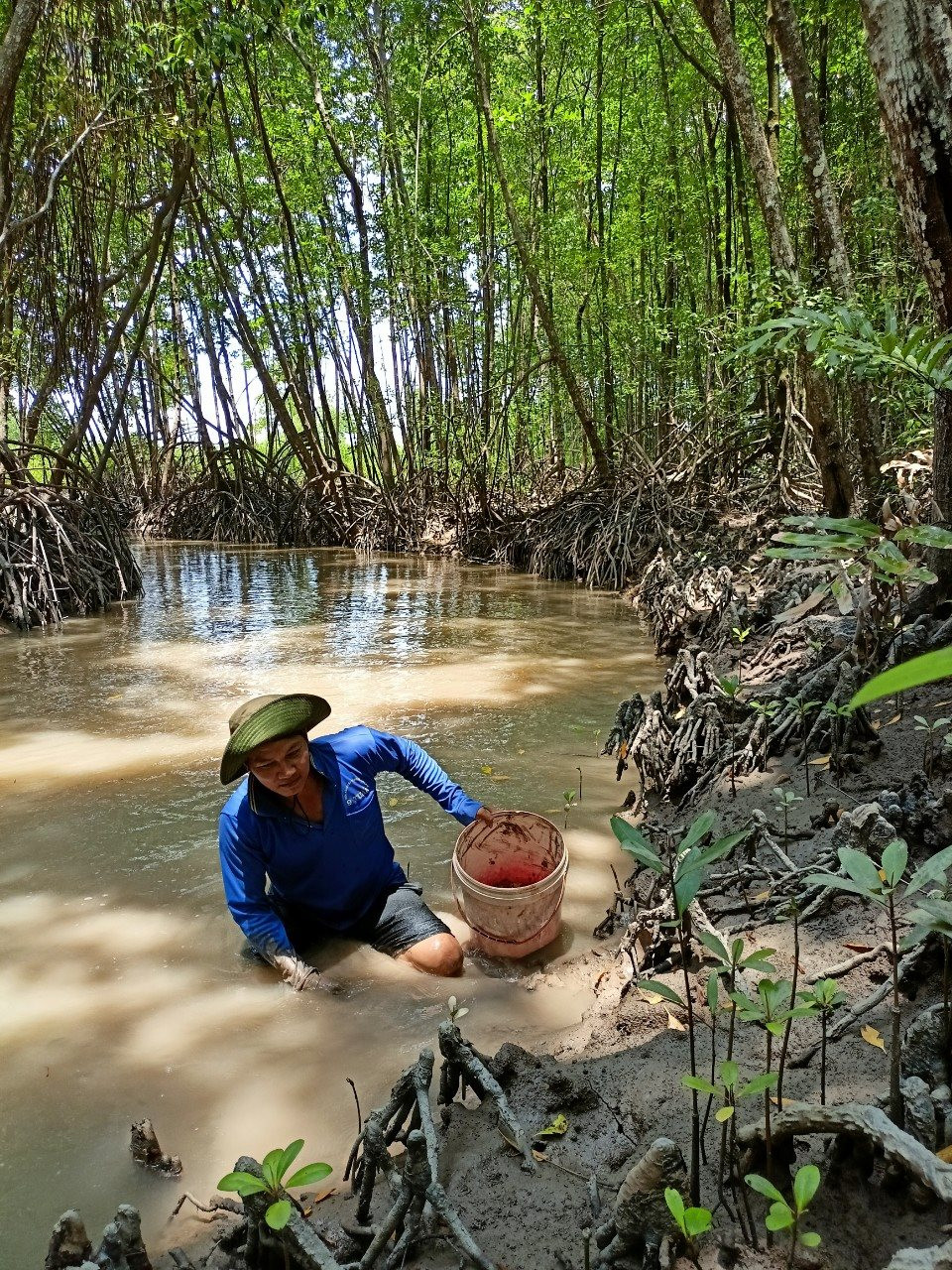 Chả ai ngờ chỉ dùng rập chuột, 